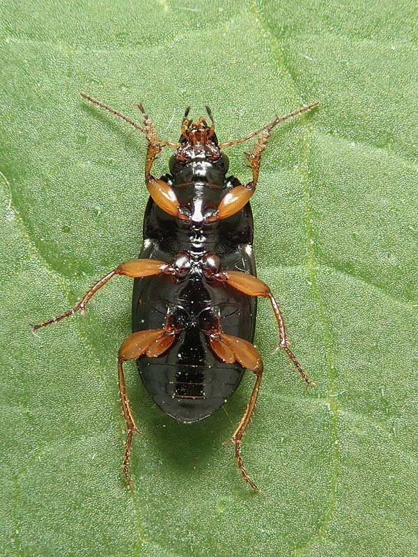 Carabidae: Amara da  identificare